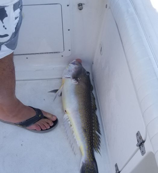 Tilefish In Chincoteague VA